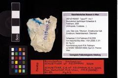 NHMW-GEO-2007z0149-0007_Ol_02.tifBucculentum bachmayeri (Schweitzer & Feldmann, 2009)  (NHMW-GEO-2007z0149-0007)